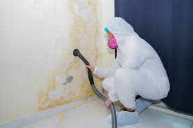 Best Forensic Mold Investigation in Shelton, WA